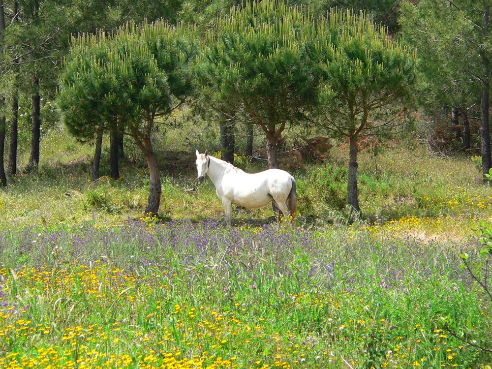 Cavalo branco sob pinheiros